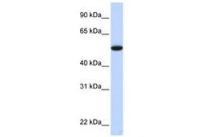 Image no. 1 for anti-Chromosome 9 Open Reading Frame 43 (C9orf43) (C-Term) antibody (ABIN6741349) (C9orf43 Antikörper  (C-Term))