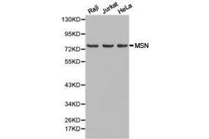 Western Blotting (WB) image for anti-Moesin (MSN) antibody (ABIN1873759) (Moesin Antikörper)