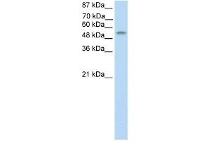 WB Suggested Anti-TEAD4 Antibody Titration:  0. (TEAD4 Antikörper  (C-Term))