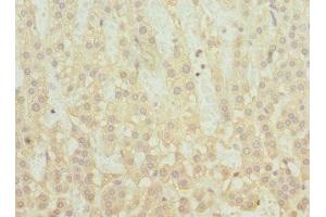 Immunohistochemistry of paraffin-embedded human adrenal gland tissue using ABIN7170393 at dilution of 1:100 (SNX32 Antikörper  (AA 144-403))