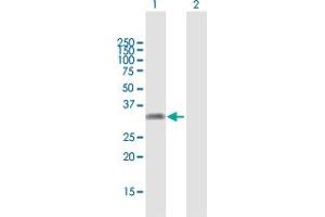 Western Blot analysis of KLF16 expression in transfected 293T cell line by KLF16 MaxPab polyclonal antibody. (KLF16 Antikörper  (AA 1-252))