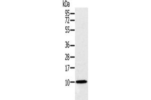 Western Blotting (WB) image for anti-NADH Dehydrogenase (Ubiquinone) 1 alpha Subcomplex, 2, 8kDa (NDUFA2) antibody (ABIN2423856) (NDUFA2 Antikörper)