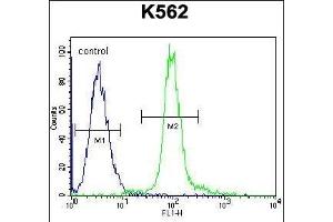 GLMN Antibody (C-term) (ABIN655986 and ABIN2845370) flow cytometric analysis of K562 cells (right histogram) compared to a negative control cell (left histogram). (GLMN Antikörper  (C-Term))