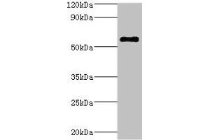 Western blot All lanes: ATP6V1B2 antibody at 5 μg/mL + Hela whole cell lysate Secondary Goat polyclonal to rabbit IgG at 1/10000 dilution Predicted band size: 57 kDa Observed band size: 57 kDa (ATP6V1B2 Antikörper  (AA 262-511))