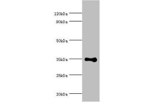 Western blot All lanes: DNA repair protein RAD51 homolog 4 antibody at 8 μg/mL + Jurkat whole cell lysate Secondary Goat polyclonal to rabbit IgG at 1/10000 dilution Predicted band size: 36, 6, 24, 31, 13, 23, 38 kDa Observed band size: 36 kDa (RAD51D Antikörper  (AA 1-328))