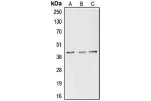 Western blot analysis of CREB (pS133) expression in MCF7 (A), Raw264. (CREB1 Antikörper  (pSer133))