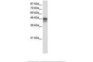 Image no. 1 for anti-RNA Binding Motif, Single Stranded Interacting Protein 3 (RBMS3) (C-Term) antibody (ABIN203123) (RBMS3 Antikörper  (C-Term))