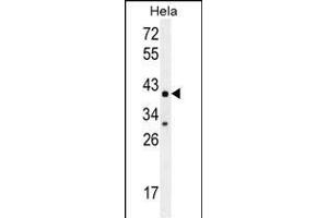 CYC1 Antibody (C-term) (ABIN655608 and ABIN2845091) western blot analysis in Hela cell line lysates (35 μg/lane). (Cytochrome C1 Antikörper  (C-Term))