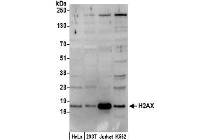 Western Blotting (WB) image for anti-H2A Histone Family, Member X (H2AFX) (C-Term) antibody (ABIN7453533)