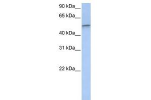 DRG1 antibody used at 1 ug/ml to detect target protein.