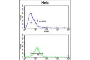 Flow cytometric analysis of Hela cells (bottom histogram) compared to a negative control cell (top histogram). (CDK19 Antikörper  (AA 253-285))