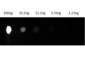 Dot Blot results of Mouse IgG2a R-Phycoerythrin conjugate. (Maus IgG2a isotype control (PE))