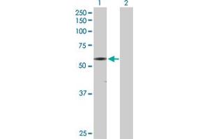Western Blot analysis of CAMK2G expression in transfected 293T cell line by CAMK2G MaxPab polyclonal antibody.