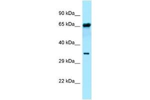 WB Suggested Anti-FPGT Antibody Titration: 1. (FPGT Antikörper  (C-Term))