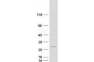 Validation with Western Blot (Emc7 Protein (Myc-DYKDDDDK Tag))