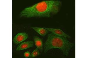 IF analysis of SPAG7 using anti-SPAG7 antibody (ABIN7599072) and anti-Tubulin Alpha antibody (ABIN7600339). (SPAG7 Antikörper  (AA 1-199))