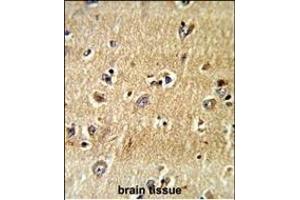 Formalin-fixed and paraffin-embedded human brain tissue reacted with SCFD1 Antibody (C-term), which was peroxidase-conjugated to the secondary antibody, followed by DAB staining. (SCFD1 Antikörper  (C-Term))