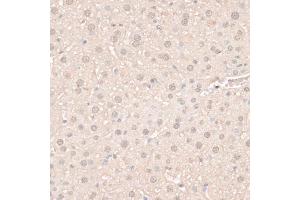 Immunohistochemistry of paraffin-embedded mouse liver using HMGN1 antibody (ABIN6291502) at dilution of 1:100 (40x lens). (HMGN1 Antikörper)