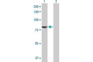 Western Blot analysis of EPAS1 expression in transfected 293T cell line by EPAS1 MaxPab polyclonal antibody. (EPAS1 Antikörper  (AA 1-870))