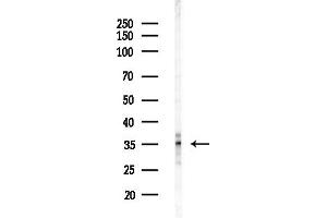 anti-Mitochondrial Fission Factor (MFF) (Internal Region) antibody