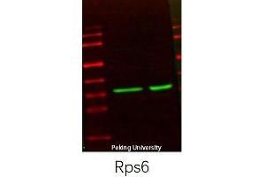 Western Blotting (WB) image for anti-Ribosomal Protein S6 (RPS6) (Thr826) antibody (ABIN3186806)