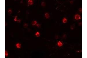 Immunofluorescence (IF) image for anti-Natural Killer Cell Receptor 2B4 (CD244) (C-Term) antibody (ABIN1030672) (2B4 Antikörper  (C-Term))