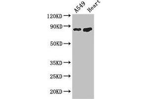 Western Blot Positive WB detected in: A549 whole cell lysate, Mouse heart tissue All lanes: PFKM antibody at 3. (PFKM Antikörper  (AA 166-334))