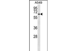 TM9SF1 Antibody (N-term) (ABIN657235 and ABIN2846336) western blot analysis in A549 cell line lysates (35 μg/lane). (TM9SF1 Antikörper  (N-Term))