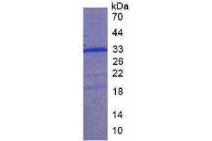 SDS-PAGE analysis of Human Collectin Liver 1 Protein.