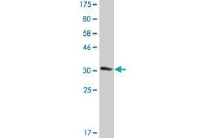 Western Blot detection against Immunogen (33. (EFHD1 Antikörper  (AA 168-238))