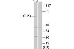 Western blot analysis of extracts from HT-29 cells, using CLK4 Antibody.