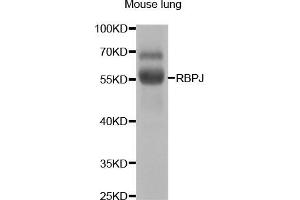 Western blot analysis of extracts of mouse lung, using RBPJ antibody (ABIN5973315) at 1/1000 dilution. (RBPJ Antikörper)