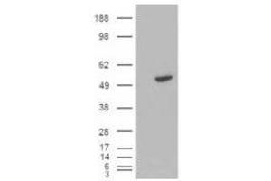 Image no. 1 for anti-B-Cell Linker (BLNK) (C-Term) antibody (ABIN374092) (B-Cell Linker Antikörper  (C-Term))