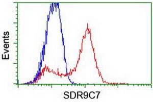 Image no. 2 for anti-Short Chain Dehydrogenase/reductase Family 9C, Member 7 (SDR9C7) (AA 1-313) antibody (ABIN1490739) (SDR9C7 Antikörper  (AA 1-313))