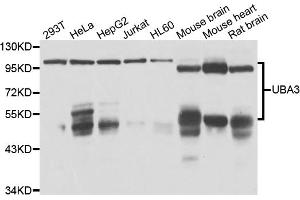 Western blot analysis of extracts of various cell lines, using UBA3 antibody (ABIN4905530) at 1:1000 dilution.