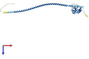 FCER2 Protein (AA 1-331) (His tag)