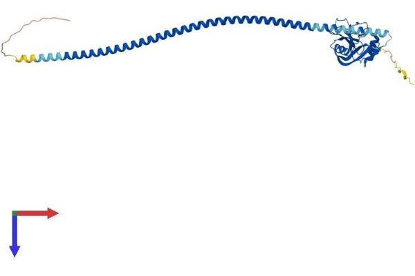 FCER2 Protein (AA 1-331) (His tag)