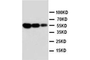 Lane 1: Recombinant Mouse FAS Protein 10ng. (FAS Antikörper  (N-Term))