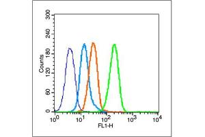 MCF-7 cells probed with Estrogen Receptor alpha (S167) Antibody, unconjugated  at 1:100 dilution for 30 minutes compared to control cells (blue) and isotype control (orange) (Estrogen Receptor alpha Antikörper  (pSer167))