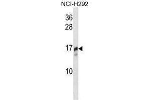 TRAPPC2 Antibody (N-term) western blot analysis in NCI-H292 cell line lysates (35 µg/lane).
