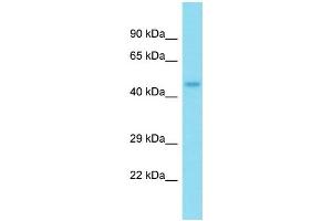 Western Blotting (WB) image for anti-Nucleoporin 50kDa (NUP50) (N-Term) antibody (ABIN2784861) (NUP50 Antikörper  (N-Term))