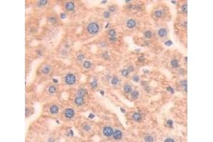 IHC-P analysis of Mouse Tissue, with DAB staining. (Prothrombin Antikörper  (AA 44-200))