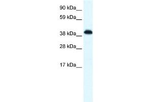 WB Suggested Anti-ZNF568 Antibody Titration:  0. (ZNF568 Antikörper  (N-Term))