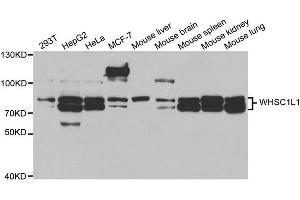 Western blot analysis of extracts of 293T cell lines, using WHSC1L1 antibody. (WHSC1L1 Antikörper)