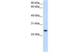 Western Blotting (WB) image for anti-Progesterone Receptor Membrane Component 1 (PGRMC1) antibody (ABIN2463007) (PGRMC1 Antikörper)