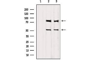 Western blot analysis of extracts from various samples, using PI3-kinase p85-alpha/gamma Antibody. (PI3K p85 alpha/gamma Antikörper)