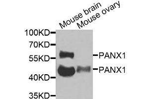 Western blot analysis of extracts of various cell lines, using PANX1 antibody (ABIN6290774) at 1:1000 dilution. (PANX1 Antikörper)