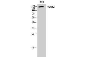 Western Blotting (WB) image for anti-Regulator of G-Protein Signalling 12 (RGS12) (N-Term) antibody (ABIN3177206) (RGS12 Antikörper  (N-Term))