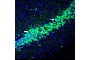 Expression of KChIP2 in mouse hippocampus - Immunohistochemical staining of perfusion-fixed frozen mouse brain sections using Anti-KChIP2 Antibody (ABIN7043296, ABIN7045040 and ABIN7045041), (1:400), followed by goat-anti-rabbit-Alexa-488 (green). (KCNIP2 Antikörper  (Cytosolic))