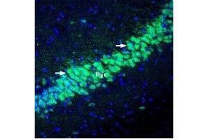 Expression of KChIP2 in mouse hippocampus - Immunohistochemical staining of perfusion-fixed frozen mouse brain sections using Anti-KChIP2 Antibody (ABIN7043296, ABIN7045040 and ABIN7045041), (1:400), followed by goat-anti-rabbit-Alexa-488 (green). (KCNIP2 Antikörper  (Cytosolic, N-Term))